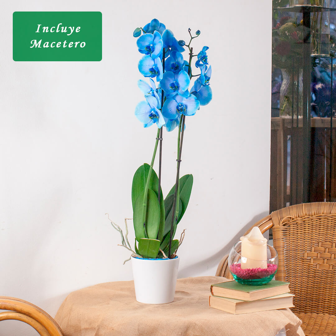Comprar orquidea azul y mas plantas de interior con flor y altas a domicilio en MAdrid