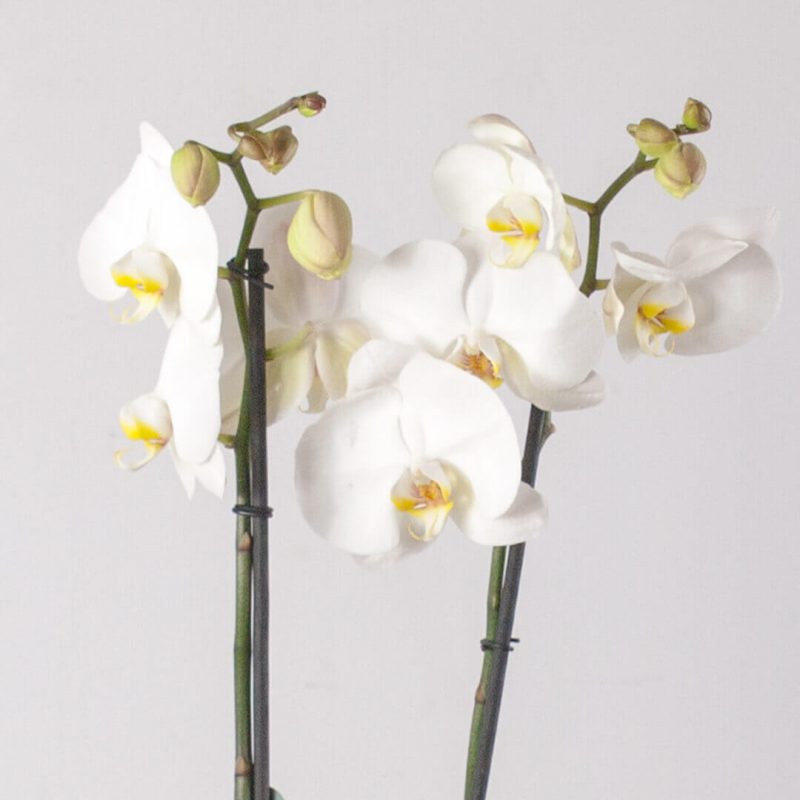 Detalle de orquídea blanca.