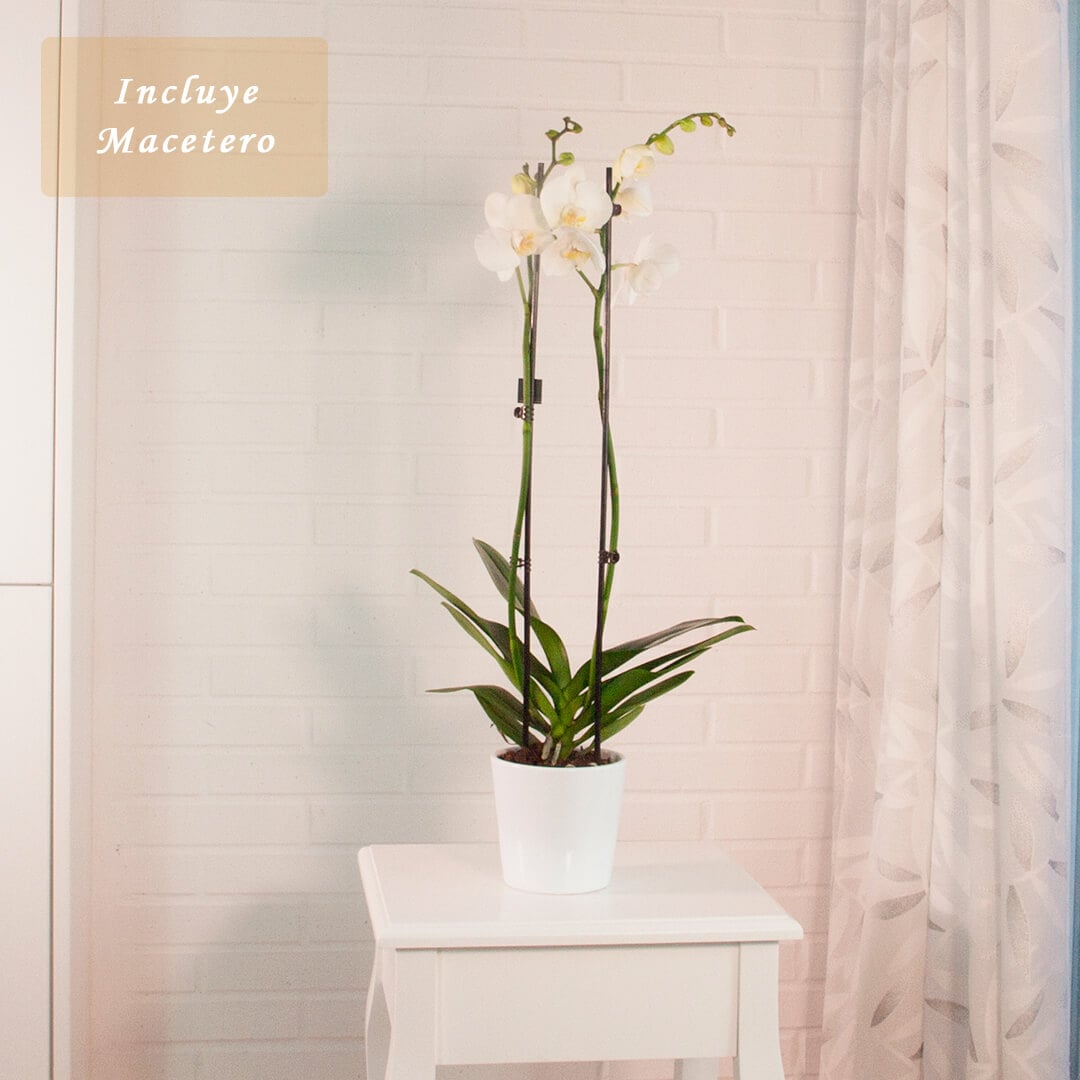 Comprar orquídea blanca mas plantas de interior con flor y altas a domicilio