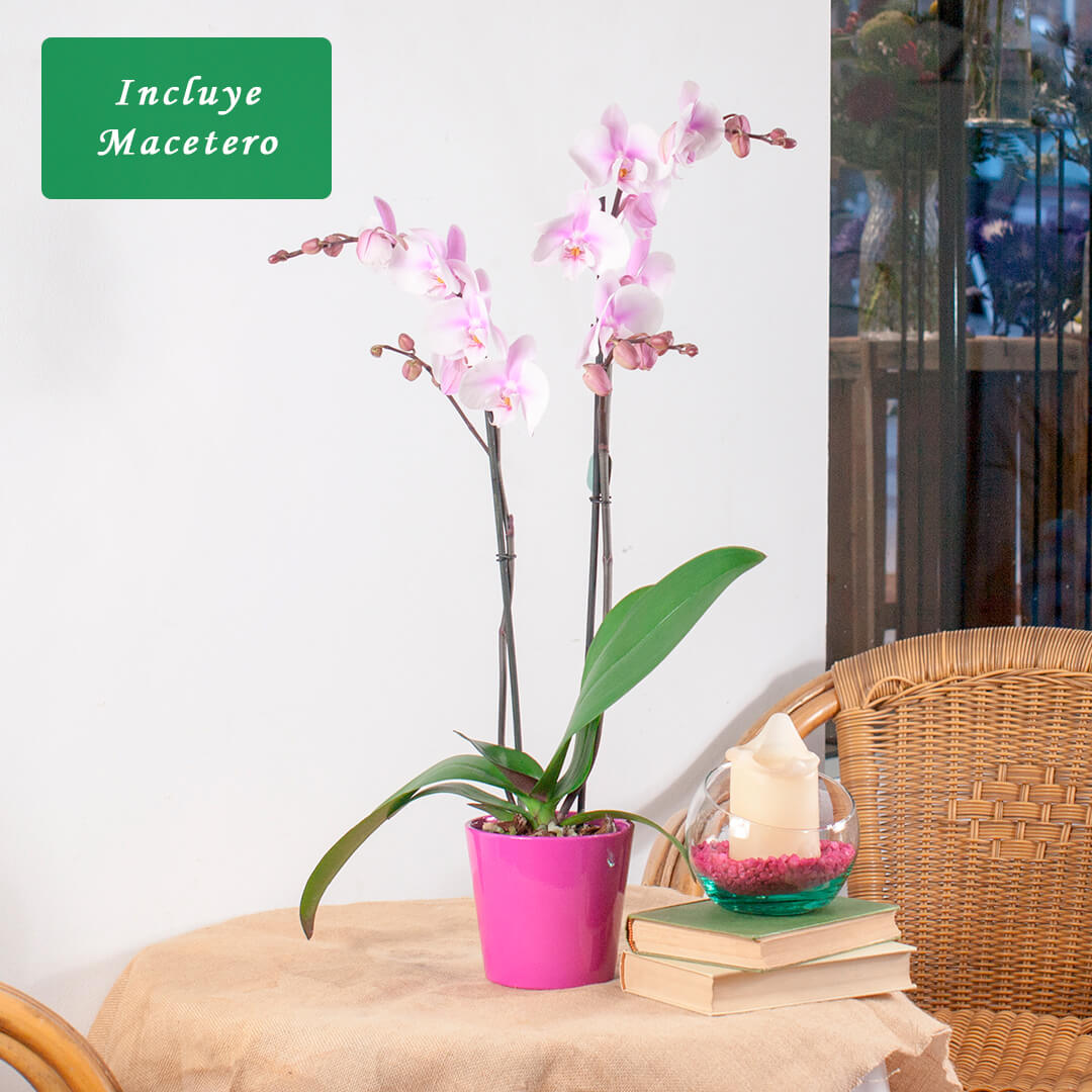 Comprar orquídea rosa mas plantas de interior con flor y altas a domicilio