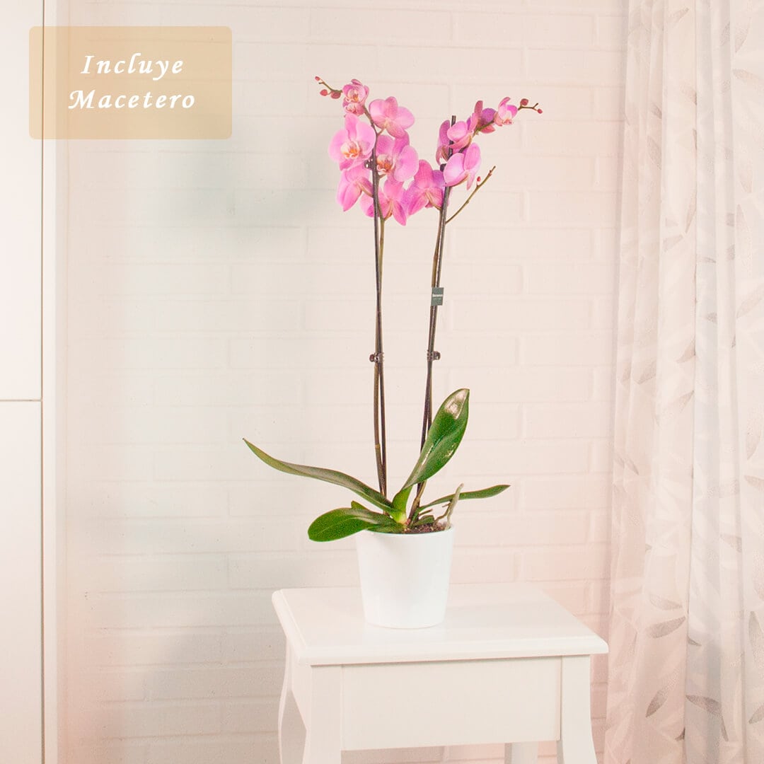 Comprar orquídea rosa mas plantas de interior con flor a domicilio