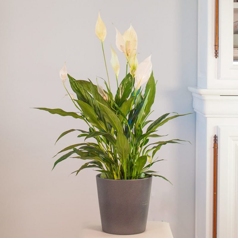 Detalle de Comprar Spathiphyllum y plantas de interior a domicilio