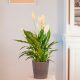 Comprar Spathiphyllum y plantas de interior a domicilio