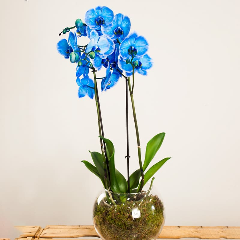 Orquídea azul a domicilio madrid